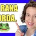 Cuentos CORTOS en ESPAÑOL para EXTRANJEROS.   «LA RANA SORDA». (Cuentos cortos en castellano).